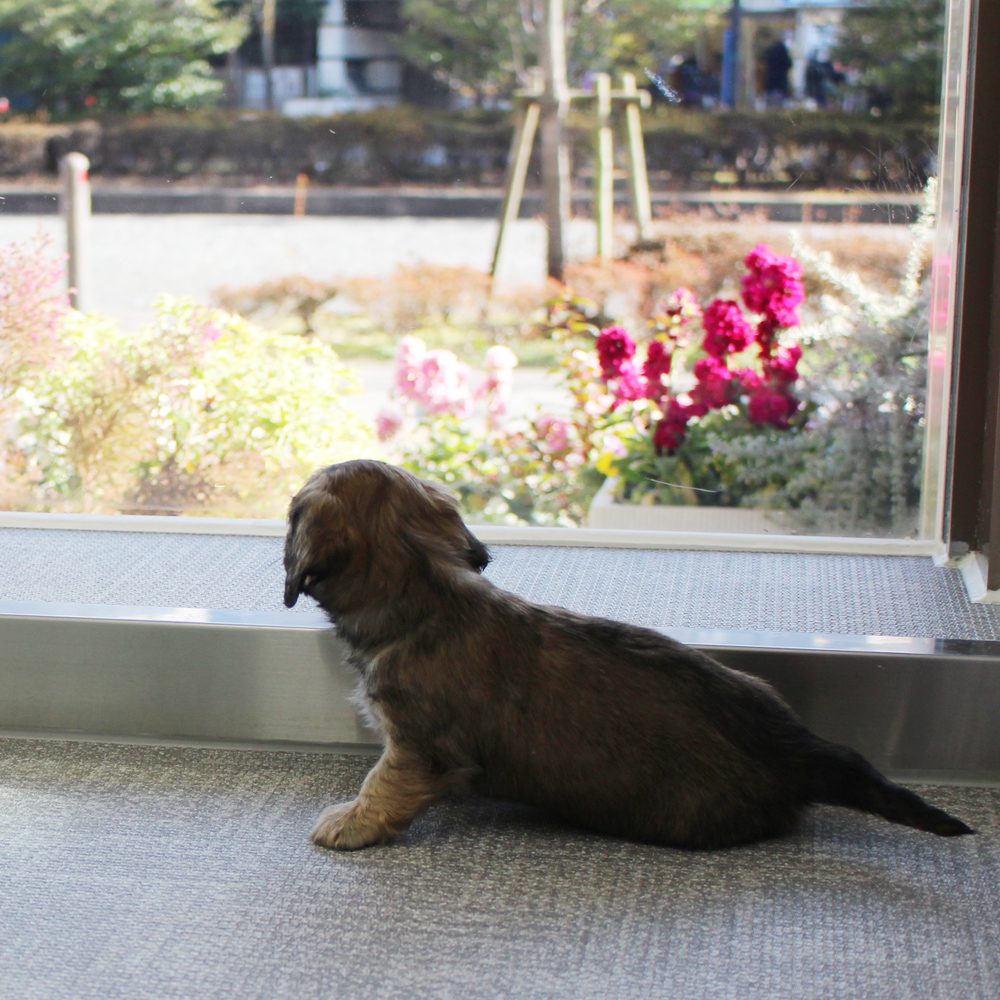 子犬の遊び場、パピールーム♪
